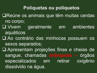 Poliquetas ou poliquetos
Reúne os animais que têm muitas cerdas
no corpo;
 Vivem geralmente em ambientes
aquáticos
 Ao contrário das minhocas possuem os
sexos separados;
 Apresentam projeções finas e cheias de
sangue, chamadas brânquias – órgãos
especializados em retirar oxigênio
dissolvido na água.
 