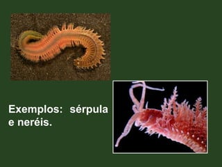 Exemplos: sérpula
e neréis.
 