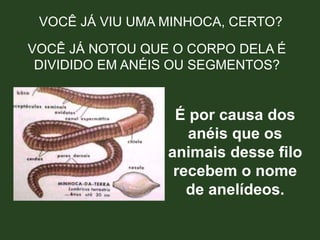 VOCÊ JÁ VIU UMA MINHOCA, CERTO?
VOCÊ JÁ NOTOU QUE O CORPO DELA É
DIVIDIDO EM ANÉIS OU SEGMENTOS?
É por causa dos
anéis que os
animais desse filo
recebem o nome
de anelídeos.
 