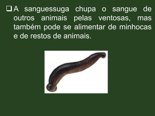 A sanguessuga chupa o sangue de
outros animais pelas ventosas, mas
também pode se alimentar de minhocas
e de restos de animais.
 