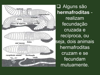 Alguns são
hermafroditas -
realizam
fecundação
cruzada e
recíproca, ou
seja, dois animais
hermafroditas
cruzam e se
fecundam
mutuamente.
 