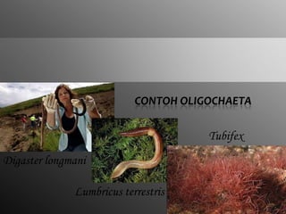PPT Anelida | PPTX