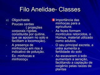 Filo Anelidae- Classes Oligochaeta Poucas cerdas  ( projeções corporais rígidas, constituída por quitina, que se apoiam no solo e facilitam a locomoção). A presença de minhocoçu em rios é indicativo de poluição. Ex: minhocas e minhocoçu Importância das minhocas para a agricultura: As fezes formam montículos retorcidos, o Húmus, material utilizado como adubos. O seu principal excreta, a uréia aumenta a fertilidade do solo Ao escavarem o solo aumentam a aeração, facilitando a captação de oxigênio pelas raízes de plantas 