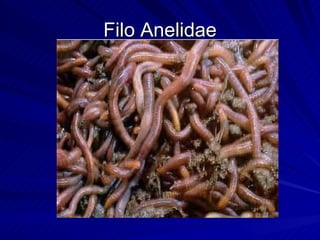 Filo Anelidae 