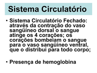 Sistema Circulatório   Sistema Circulatório Fechado: através da contração do vaso sangüíneo dorsal o sangue atinge os 4 corações; os corações bombeiam o sangue para o vaso sangüíneo ventral, que o distribui para todo corpo; Presença de hemoglobina   