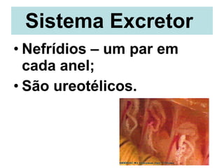 Sistema Excretor   Nefrídios – um par em cada anel;  São ureotélicos. 