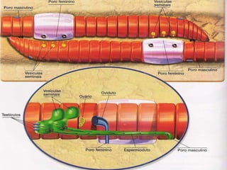 Reprodução Poliquetos possuem sexos separados e fecundação externa, dimorfismo sexual e ausência de clitelo.  