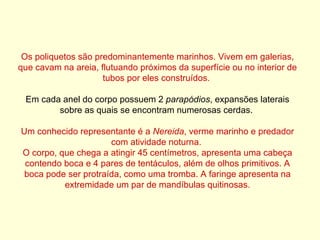 Os poliquetos são predominantemente marinhos. Vivem em galerias, que cavam na areia, flutuando próximos da superfície ou no interior de tubos por eles construídos.  Em cada anel do corpo possuem 2  parapódios , expansões laterais sobre as quais se encontram numerosas cerdas.  Um conhecido representante é a  Nereida , verme marinho e predador com atividade noturna.  O corpo, que chega a atingir 45 centímetros, apresenta uma cabeça contendo boca e 4 pares de tentáculos, além de olhos primitivos. A boca pode ser protraída, como uma tromba. A faringe apresenta na extremidade um par de mandíbulas quitinosas. 