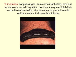 *Hirudíneos:  sanguessugas, sem cerdas (achetas), providas de ventosas, de vida aquática, doce na sua quase totalidade, ou de terrenos úmidos; são parasitas ou predadores de outros animais, inclusive da minhoca. 