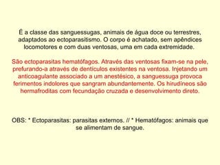 É a classe das sanguessugas, animais de água doce ou terrestres, adaptados ao ectoparasitismo. O corpo é achatado, sem apêndices locomotores e com duas ventosas, uma em cada extremidade.  São ectoparasitas hematófagos. Através das ventosas fixam-se na pele, prefurando-a através de dentículos existentes na ventosa. Injetando um anticoagulante associado a um anestésico, a sanguessuga provoca ferimentos indolores que sangram abundantemente. Os hirudíneos são hermafroditas com fecundação cruzada e desenvolvimento direto. OBS: * Ectoparasitas: parasitas externos. // * Hematófagos: animais que se alimentam de sangue. 