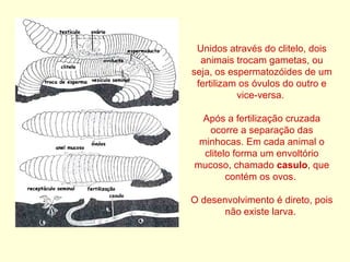 Unidos através do clitelo, dois animais trocam gametas, ou seja, os espermatozóides de um fertilizam os óvulos do outro e vice-versa.  Após a fertilização cruzada ocorre a separação das minhocas. Em cada animal o clitelo forma um envoltório mucoso, chamado  casulo , que contém os ovos.  O desenvolvimento é direto, pois não   existe larva.  