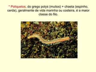 * Poliquetos,  do grego polys (muitos) + chaeta (espinho, cerda), geralmente de vida marinha ou costeira, é a maior classe do filo. 