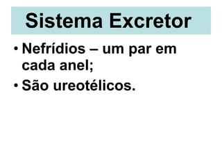 Sistema Excretor   Nefrídios – um par em cada anel;  São ureotélicos. 