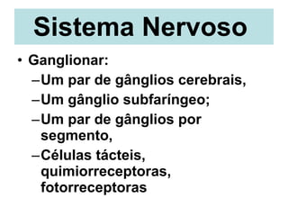 Sistema Nervoso  Ganglionar:  Um par de gânglios cerebrais, Um gânglio subfaríngeo; Um par de gânglios por segmento, Células tácteis, quimiorreceptoras, fotorreceptoras 
