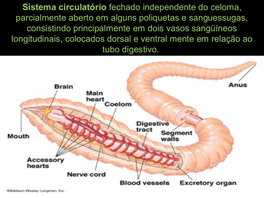 Anelideos