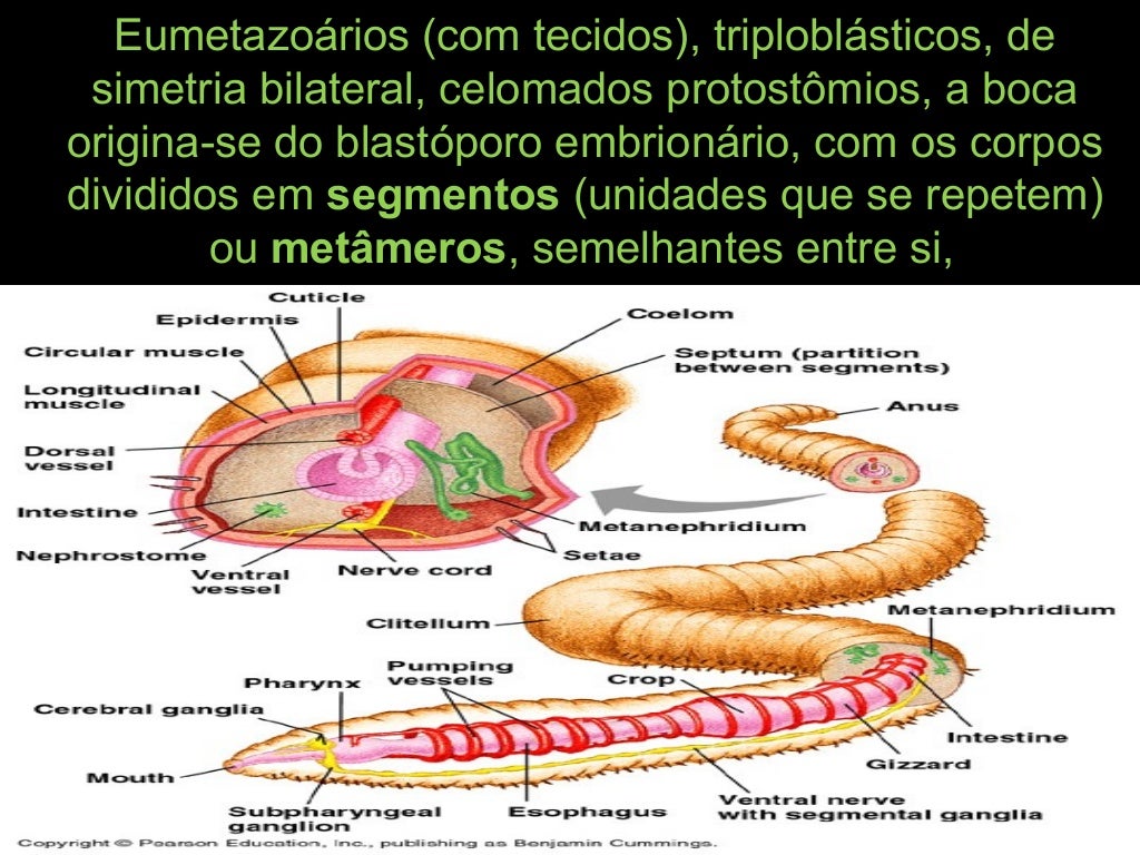 Anelideos