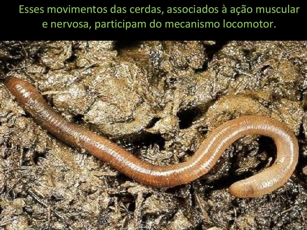 Anelideos