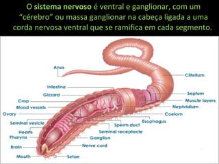 O sistema nervoso é ventral e ganglionar, com um
“cérebro” ou massa ganglionar na cabeça ligada a uma
corda nervosa ventral que se ramifica em cada segmento.
 