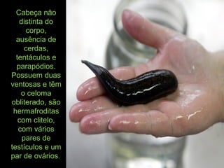 Cabeça não
distinta do
corpo,
ausência de
cerdas,
tentáculos e
parapódios.
Possuem duas
ventosas e têm
o celoma
obliterado, são
hermafroditas
com clitelo,
com vários
pares de
testículos e um
par de ovários.
 
