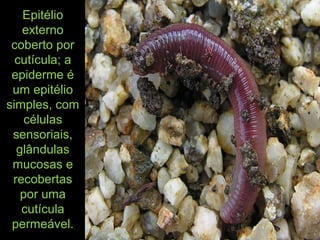 Epitélio
externo
coberto por
cutícula; a
epiderme é
um epitélio
simples, com
células
sensoriais,
glândulas
mucosas e
recobertas
por uma
cutícula
permeável.
 