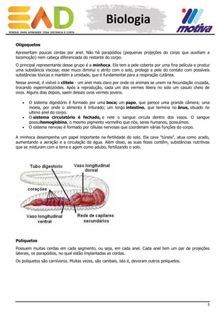 Biologia
Oligoquetos
Apresentam poucas cerdas por anel. Não há parapódios (pequenas projeções do corpo que auxiliam a
locomoção) nem cabeça diferenciada do restante do corpo.
O principal representante desse grupo é a minhoca. Ela tem a pele coberta por uma fina película e produz
uma substância viscosa; esse muco diminui o atrito com o solo, protege a pele do contato com possíveis
substâncias tóxicas e mantém a umidade, que é fundamental para a respiração cutânea.
Nesse animal, é visível o clitelo - um anel mais claro por onde os animais se unem na fecundação cruzada,
trocando espermatozóides. Após a reprodução, cada um dos vermes libera no solo um casulo cheio de
ovos. Alguns dias depois, saem desses ovos vermes jovens.





O sistema digestório é formado por uma boca; um papo, que parece uma grande câmera; uma
moela, por onde o alimento é triturado; um longo intestino, que termina no ânus, situado no
ultimo anel do corpo.
O sistema circulatório é fechado, e nele o sangue circula dentro dos vasos. O sangue
possuihemoglobina, o mesmo pigmento vermelho que nós, seres humanos, possuímos.
O sistema nervoso é formado por células nervosas que coordenam várias funções do corpo.

A minhoca desempenha um papel importante na fertilidade do solo. Ela cava "túneis", atua como arado,
aumentando a aeração e a circulação da água. Além disso, as suas fezes contêm, substâncias nutritivas
que se misturam com a terra e agem como adubo, fertilizando o solo.

Poliquetos
Possuem muitas cerdas em cada segmento, ou seja, em cada anel. Cada anel tem um par de projeções
laterais, os parapódios, no qual estão implantadas as cerdas.
Os poliquetos são carnívoros. Muitas vezes, são canibais, isto é, devoram outros poliquetos.

3

 