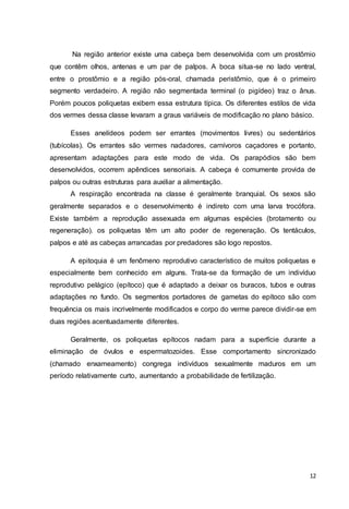 Na região anterior existe uma cabeça bem desenvolvida com um prostômio 
que contêm olhos, antenas e um par de palpos. A boca situa-se no lado ventral, 
entre o prostômio e a região pós-oral, chamada peristômio, que é o primeiro 
segmento verdadeiro. A região não segmentada terminal (o pigídeo) traz o ânus. 
Porém poucos poliquetas exibem essa estrutura típica. Os diferentes estilos de vida 
dos vermes dessa classe levaram a graus variáveis de modificação no plano básico. 
Esses anelídeos podem ser errantes (movimentos livres) ou sedentários 
(tubícolas). Os errantes são vermes nadadores, carnívoros caçadores e portanto, 
apresentam adaptações para este modo de vida. Os parapódios são bem 
desenvolvidos, ocorrem apêndices sensoriais. A cabeça é comumente provida de 
palpos ou outras estruturas para auxiliar a alimentação. 
A respiração encontrada na classe é geralmente branquial. Os sexos são 
geralmente separados e o desenvolvimento é indireto com uma larva trocófora. 
Existe também a reprodução assexuada em algumas espécies (brotamento ou 
regeneração). os poliquetas têm um alto poder de regeneração. Os tentáculos, 
palpos e até as cabeças arrancadas por predadores são logo repostos. 
A epitoquia é um fenômeno reprodutivo característico de muitos poliquetas e 
especialmente bem conhecido em alguns. Trata-se da formação de um indivíduo 
reprodutivo pelágico (epítoco) que é adaptado a deixar os buracos, tubos e outras 
adaptações no fundo. Os segmentos portadores de gametas do epítoco são com 
frequência os mais incrivelmente modificados e corpo do verme parece dividir-se em 
duas regiões acentuadamente diferentes. 
Geralmente, os poliquetas epítocos nadam para a superfície durante a 
eliminação de óvulos e espermatozoides. Esse comportamento sincronizado 
(chamado enxameamento) congrega indivíduos sexualmente maduros em um 
período relativamente curto, aumentando a probabilidade de fertilização. 
12 
 