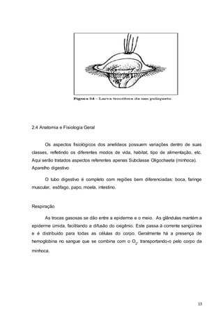 , transportando-o pelo corpo da 
13 
2.4 Anatomia e Fisiologia Geral 
Os aspectos fisiológicos dos anelídeos possuem variações dentro de suas 
classes, refletindo os diferentes modos de vida, habitat, tipo de alimentação, etc. 
Aqui serão tratados aspectos referentes apenas Subclasse Oligochaeta (minhoca). 
Aparelho digestivo 
O tubo digestivo é completo com regiões bem diferenciadas: boca, faringe 
muscular, esôfago, papo, moela, intestino. 
Respiração 
As trocas gasosas se dão entre a epiderme e o meio. As glândulas mantém a 
epiderme úmida, facilitando a difusão do oxigênio. Este passa à corrente sangüínea 
e é distribuído para todas as células do corpo. Geralmente há a presença de 
hemoglobina no sangue que se combina com o O 
2 
minhoca. 
 