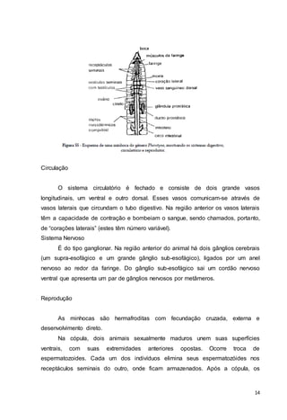 14 
Circulação 
O sistema circulatório é fechado e consiste de dois grande vasos 
longitudinais, um ventral e outro dorsal. Esses vasos comunicam-se através de 
vasos laterais que circundam o tubo digestivo. Na região anterior os vasos laterais 
têm a capacidade de contração e bombeiam o sangue, sendo chamados, portanto, 
de “corações laterais” (estes têm número variável). 
Sistema Nervoso 
É do tipo ganglionar. Na região anterior do animal há dois gânglios cerebrais 
(um supra-esofágico e um grande gânglio sub-esofágico), ligados por um anel 
nervoso ao redor da faringe. Do gânglio sub-esofágico sai um cordão nervoso 
ventral que apresenta um par de gânglios nervosos por metâmeros. 
Reprodução 
As minhocas são hermafroditas com fecundação cruzada, externa e 
desenvolvimento direto. 
Na cópula, dois animais sexualmente maduros unem suas superfícies 
ventrais, com suas extremidades anteriores opostas. Ocorre troca de 
espermatozoides. Cada um dos indivíduos elimina seus espermatozóides nos 
receptáculos seminais do outro, onde ficam armazenados. Após a cópula, os 
 