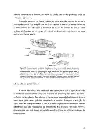 animais separam-se e formam, ao redor do clitelo, um casulo gelatinoso onde os 
óvulos são colocados. 
O casulo contendo os óvulos desloca-se para a região anterior do animal e 
passa pelos poros dos receptáculos seminais. Nesse momento os espermatozoides 
aí armazenados são liberados e fecundam os óvulos no interior do casulo. Esse 
continua deslizando, sai do corpo do animal e, depois de certo tempo, os ovos 
originam minhocas jovens. 
15 
2.5 Importância para o homem 
A maior importância dos anelídeos está relacionada com a agricultura, onde 
as minhocas desempenham um papel relevante na preparação de solos, deixando-os 
férteis para o plantio. Elas alteram profundamente as condições físicas do terreno 
onde vivem pois cavam galerias aumentando a aeração, drenagem e retenção de 
água, além de homogeneizarem o solo. Os restos digestivos das minhocas contêm 
substâncias que são necessárias ao crescimento dos vegetais. Por esses motivos, 
alguns países com solo pouco apropriado ao cultivo chegam a importar minhocas de 
outros países. 
 
