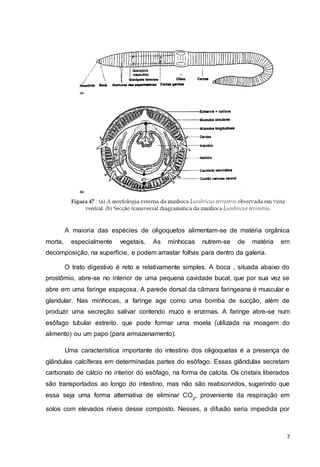 A maioria das espécies de oligoquetos alimentam-se de matéria orgânica 
morta, especialmente vegetais. As minhocas nutrem-se de matéria em 
decomposição, na superfície, e podem arrastar folhas para dentro da galeria. 
O trato digestivo é reto e relativamente simples. A boca , situada abaixo do 
prostômio, abre-se no interior de uma pequena cavidade bucal, que por sua vez se 
abre em uma faringe espaçosa. A parede dorsal da câmara faringeana é muscular e 
glandular. Nas minhocas, a faringe age como uma bomba de sucção, além de 
produzir uma secreção salivar contendo muco e enzimas. A faringe abre-se num 
esôfago tubular estreito, que pode formar uma moela (utilizada na moagem do 
alimento) ou um papo (para armazenamento). 
Uma característica importante do intestino dos oligoquetas é a presença de 
glândulas calcíferas em determinadas partes do esôfago. Essas glândulas secretam 
carbonato de cálcio no interior do esôfago, na forma de calcita. Os cristais liberados 
são transportados ao longo do intestino, mas não são reabsorvidos, sugerindo que 
essa seja uma forma alternativa de eliminar CO 
, proveniente da respiração em 
7 
2 
solos com elevados níveis desse composto. Nesses, a difusão seria impedida por 
 