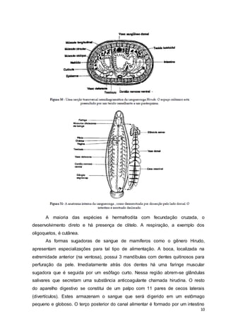 A maioria das espécies é hermafrodita com fecundação cruzada, o 
desenvolvimento direto e há presença de clitelo. A respiração, a exemplo dos 
oligoquetos, é cutânea. 
As formas sugadoras de sangue de mamíferos como o gênero Hirudo, 
apresentam especializações para tal tipo de alimentação. A boca, localizada na 
extremidade anterior (na ventosa), possui 3 mandíbulas com dentes quitinosos para 
perfuração da pele. Imediatamente atrás dos dentes há uma faringe muscular 
sugadora que é seguida por um esôfago curto. Nessa região abrem-se glândulas 
salivares que secretam uma substância anticoagulante chamada hirudina. O resto 
do aparelho digestivo se constitui de um palpo com 11 pares de cecos laterais 
(divertículos). Estes armazenam o sangue que será digerido em um estômago 
pequeno e globoso. O terço posterior do canal alimentar é formado por um intestino 
10 
 