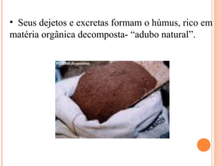 • Seus dejetos e excretas formam o húmus, rico em 
matéria orgânica decomposta- “adubo natural”. 
 
