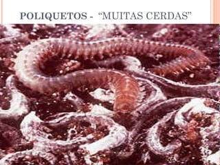 POLIQUETOS - “MUITAS CERDAS” 
 