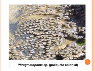 Phragmatopoma sp. (poliqueta colonial) 
 