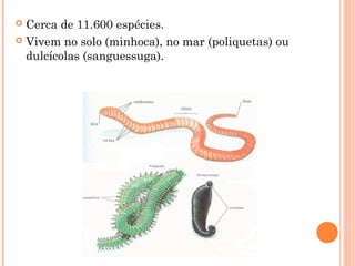  Cerca de 11.600 espécies. 
 Vivem no solo (minhoca), no mar (poliquetas) ou 
dulcícolas (sanguessuga). 
 