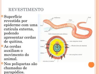 REVESTIMENTO 
Superfície 
revestida por 
epiderme com uma 
cutícula externa, 
podendo 
apresentar cerdas 
de quitina. 
As cerdas 
auxiliam o 
movimento do 
animal. 
Nos poliquetas são 
chamadas de 
parapódios. 
 