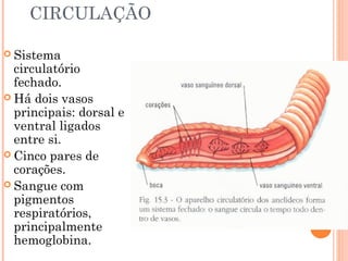 CIRCULAÇÃO 
 Sistema 
circulatório 
fechado. 
Há dois vasos 
principais: dorsal e 
ventral ligados 
entre si. 
 Cinco pares de 
corações. 
 Sangue com 
pigmentos 
respiratórios, 
principalmente 
hemoglobina. 
 