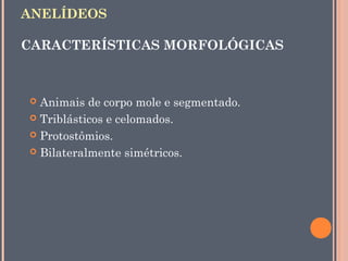 ANELÍDEOS 
CARACTERÍSTICAS MORFOLÓGICAS 
 Animais de corpo mole e segmentado. 
 Triblásticos e celomados. 
 Protostômios. 
 Bilateralmente simétricos. 
 