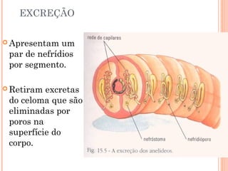EXCREÇÃO 
Apresentam um 
par de nefrídios 
por segmento. 
Retiram excretas 
do celoma que são 
eliminadas por 
poros na 
superfície do 
corpo. 
 