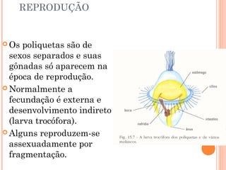 REPRODUÇÃO 
Os poliquetas são de 
sexos separados e suas 
gônadas só aparecem na 
época de reprodução. 
Normalmente a 
fecundação é externa e 
desenvolvimento indireto 
(larva trocófora). 
Alguns reproduzem-se 
assexuadamente por 
fragmentação. 
 