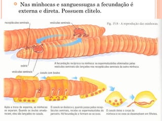  Nas minhocas e sanguessugas a fecundação é 
externa e direta. Possuem clitelo. 
 
