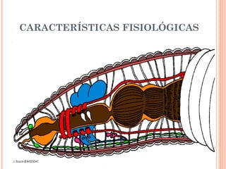 CARACTERÍSTICAS FISIOLÓGICAS 
 