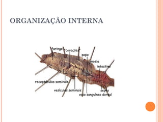 ORGANIZAÇÃO INTERNA 
 