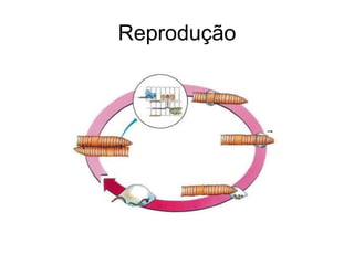 Reprodução 