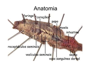 Anatomia 