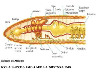 Caminho do Alimento BOCA    FARINGE    PAPO    MOELA    INTESTINO    ANUS 