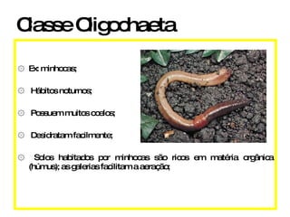 Ex: minhocas; Hábitos noturnos; Possuem muitos ocelos; Desidratam facilmente; Solos habitados por minhocas são ricos em matéria orgânica (húmus); as galerias facilitam a aeração; Classe Oligochaeta 
