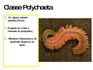 Ex: alguns animais marinhos/Nereis; Conjunto de cerdas é chamado de parapódios; filtradores/ alimentam-se de partículas dispersas na água; Classe Polychaeta  