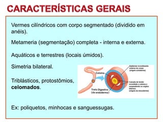 Vermes cilíndricos com corpo segmentado (dividido em
anéis).
Metameria (segmentação) completa - interna e externa.
Aquáticos e terrestres (locais úmidos).
Simetria bilateral.
Ex: poliquetos, minhocas e sanguessugas.
Triblásticos, protostômios,
celomados.
 