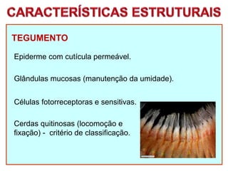TEGUMENTO
Epiderme com cutícula permeável.
Glândulas mucosas (manutenção da umidade).
Células fotorreceptoras e sensitivas.
Cerdas quitinosas (locomoção e
fixação) - critério de classificação.
 